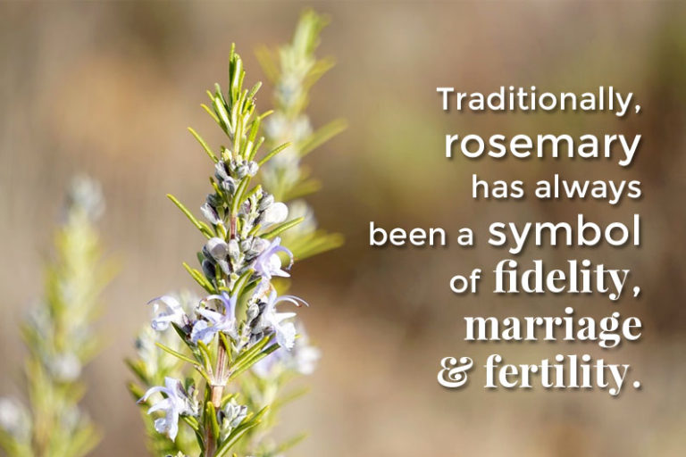 rosemary-symbol-the-herb-exchange