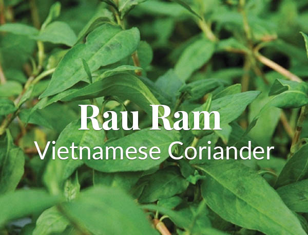 Rare And Unusual Rau Ram Vietnamese Coriander Summer Salsa Recipe The Herb Exchange,Fire Belly Newt Size
