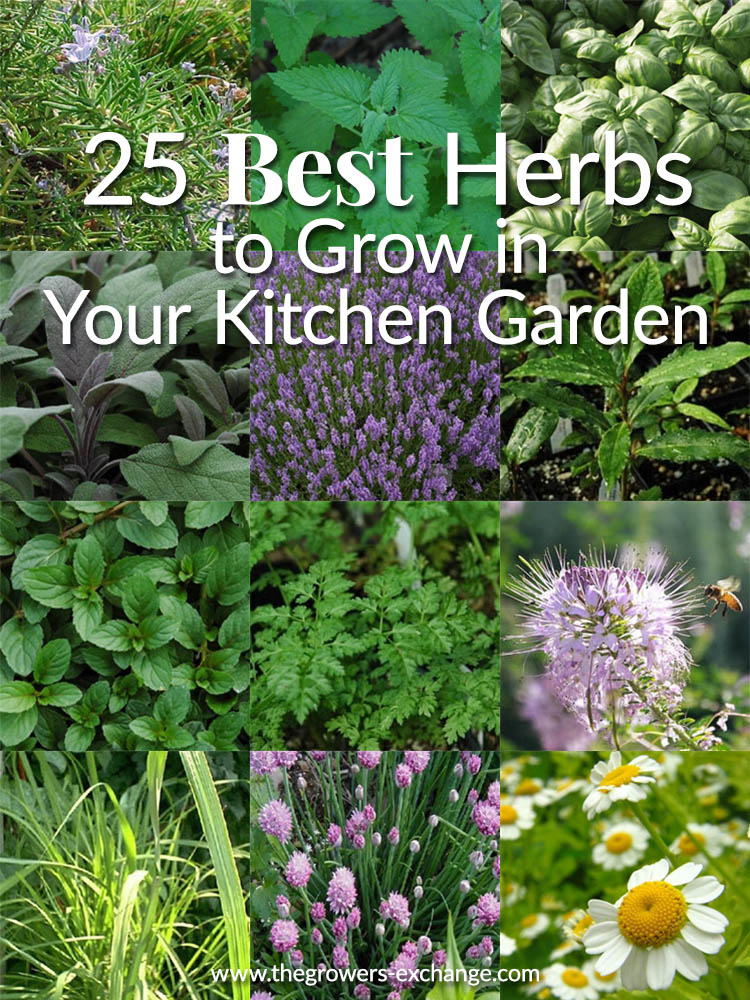 25 Best Herbs To Grow In Your Kitchen Garden The Herb Exchange