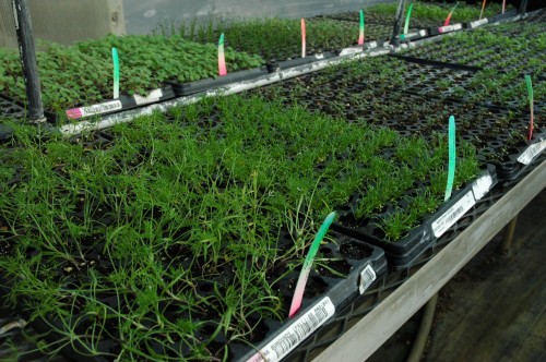 Our seedlings are growing strong to ship to your door!