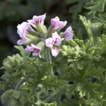 Citronella Scented Geranium