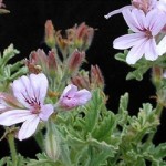 Rose Scented Geranium