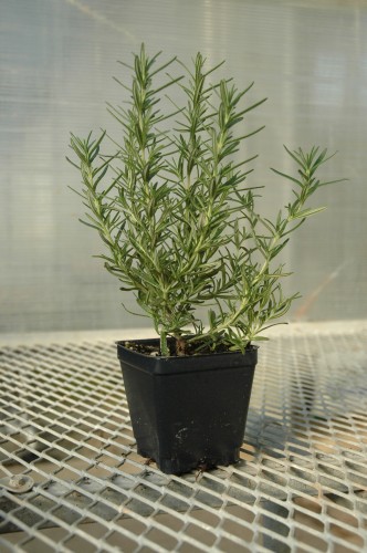 Hill's Hardy Rosemary