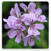 Atomic Snowflake Scented Geranium