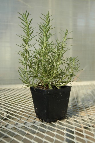 What Rosemary Varieties Survive in Southern California? – Black Gold