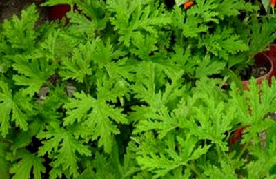 Citronella Scented Geranium