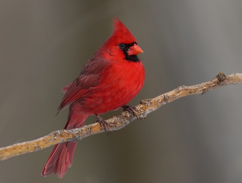 Cardinal