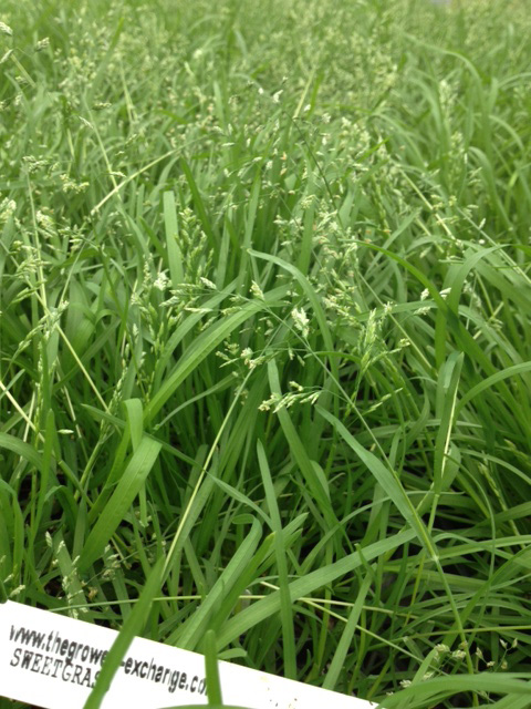 Propagating Sweet Grass - The Herb Exchange