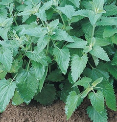 catnip | Best Herbs to Grow in Your Kitchen Garden