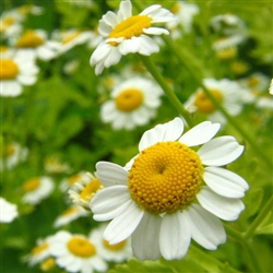 chamomile | Best Herbs to Grow in Your Kitchen Garden