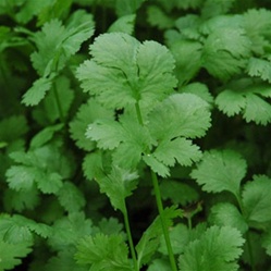 cilantro | Best Herbs to Grow in Your Kitchen Garden