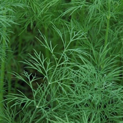 fennel | Best Herbs to Grow in Your Kitchen Garden