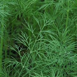 fennel