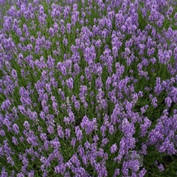 lavender | Best Herbs to Grow in Your Kitchen Garden