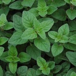 oregano | Best Herbs to Grow in Your Kitchen Garden