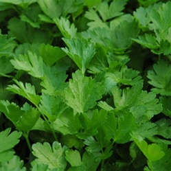parsley | Best Herbs to Grow in Your Kitchen Garden