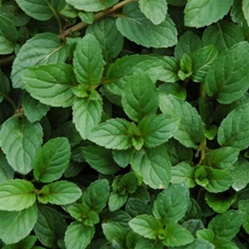 peppermint | Best Herbs to Grow in Your Kitchen Garden