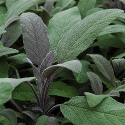 purple-sage | Best Herbs to Grow in Your Kitchen Garden