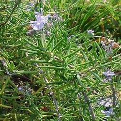 rosemary