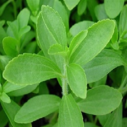 stevia | Best Herbs to Grow in Your Kitchen Garden