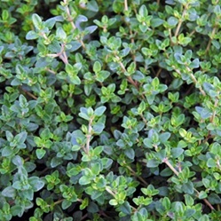 thyme | Best Herbs to Grow in Your Kitchen Garden