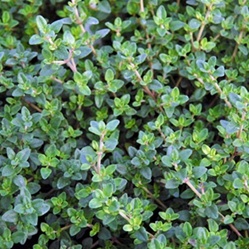 thyme