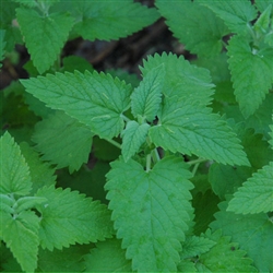 lemon-balm