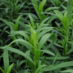 tarragon