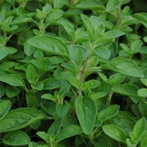 What Is Marjoram Used For? And 2 Great Marjoram Recipes - The Herb Exchange