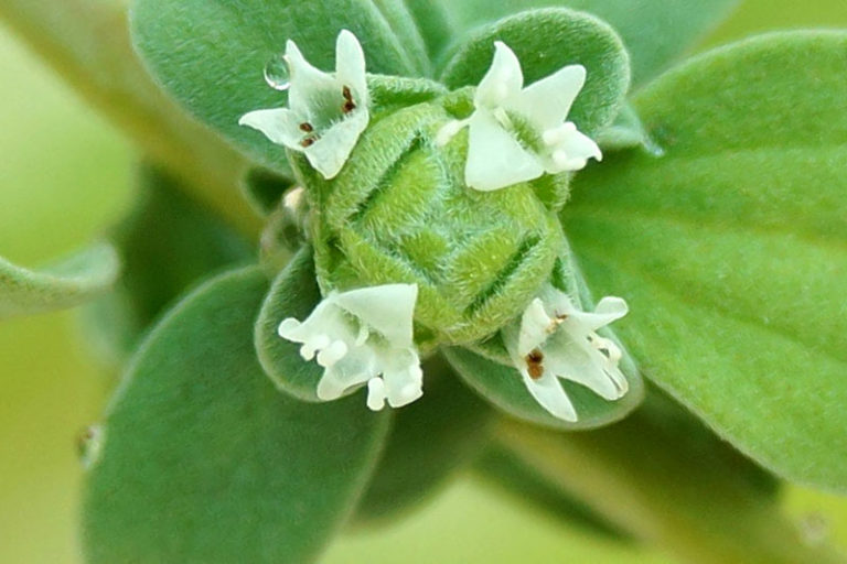 What Is Marjoram Used For? And 2 Great Marjoram Recipes - The Herb Exchange