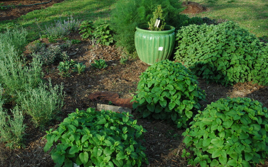 Planning your Herb Garden