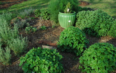 Planning your Herb Garden