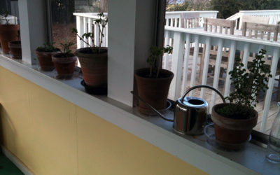 Potted Herbs Make Great Indoor Accents