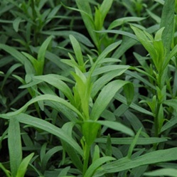 Fresh Tarragon | Best Herbs to Grow in Your Kitchen Garden