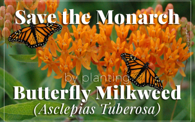 Help Save the Monarch Butterfly with Asclepias Tuberosa, Butterfly Milkweed
