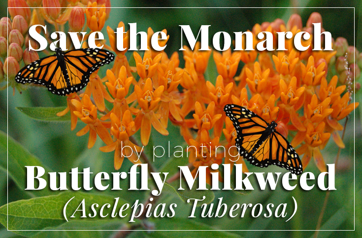 How To Raise Monarch Butterflies At Home - Save Our Monarchs