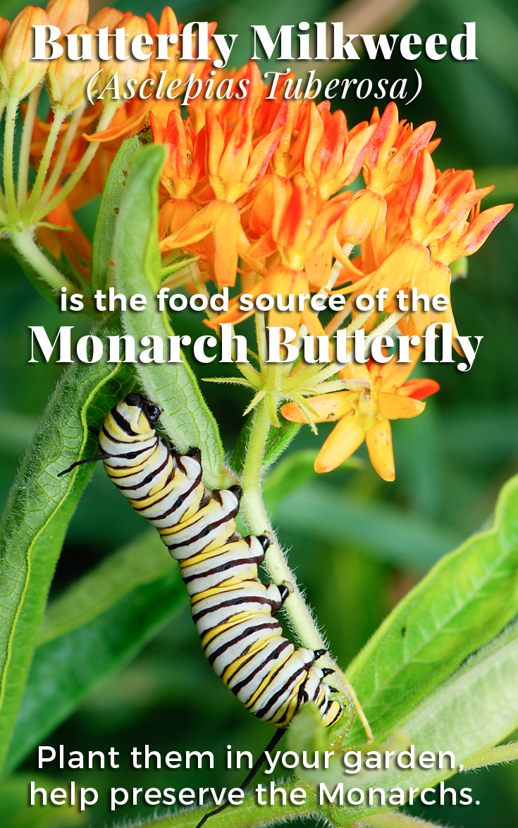 monarch caterpillar, asclepias tuberosa
