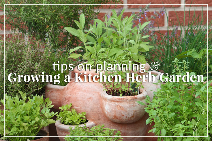 tips for growing a kitchen herb garden