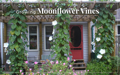 Growing Moonflower Vines in Your Garden