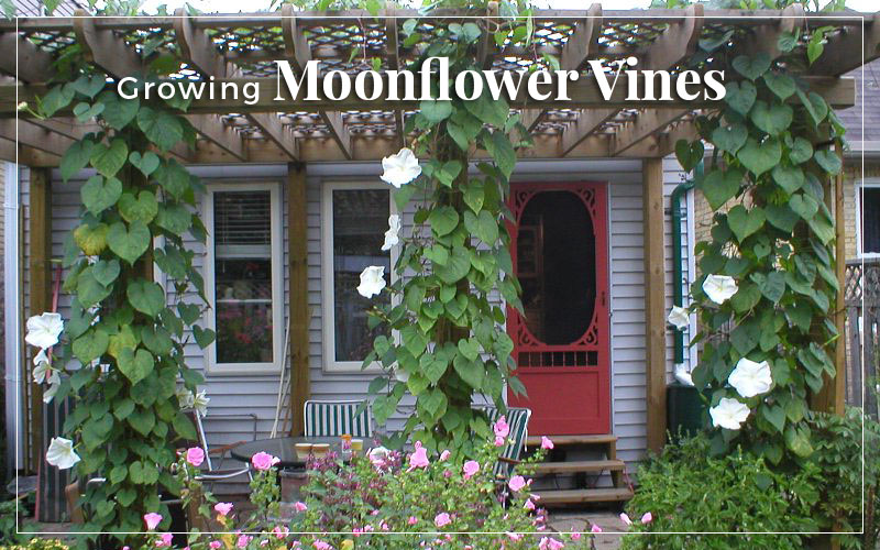 Night Blooming Moon Flowers - Growing With Plants