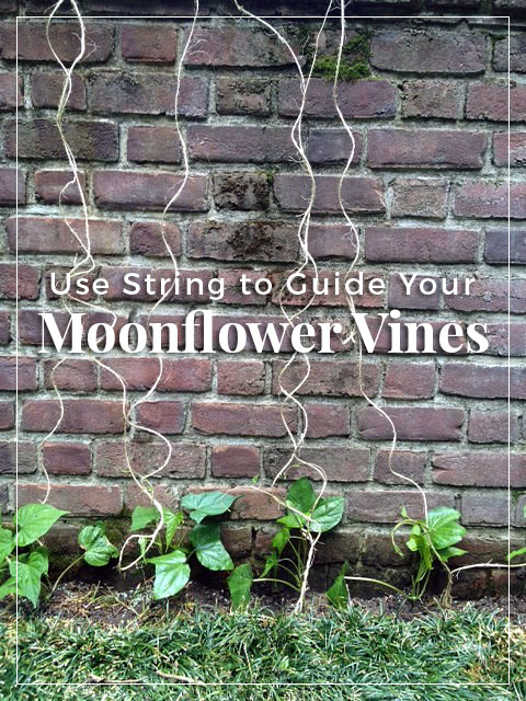 guide-moonflower-vines-string