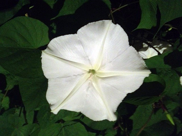 moonflower-flower