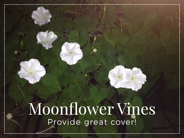 I'm thinking of planting moonflowers. What are some things I need