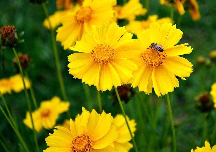 native-coreopsis