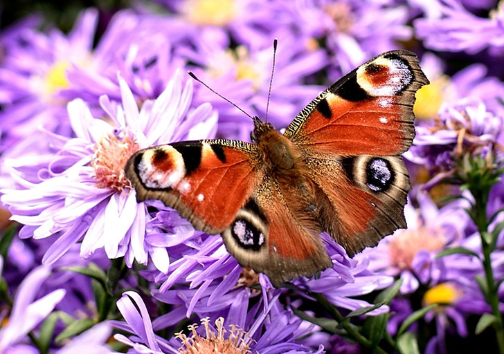 Why Are Native Plants So Important For Your Garden?