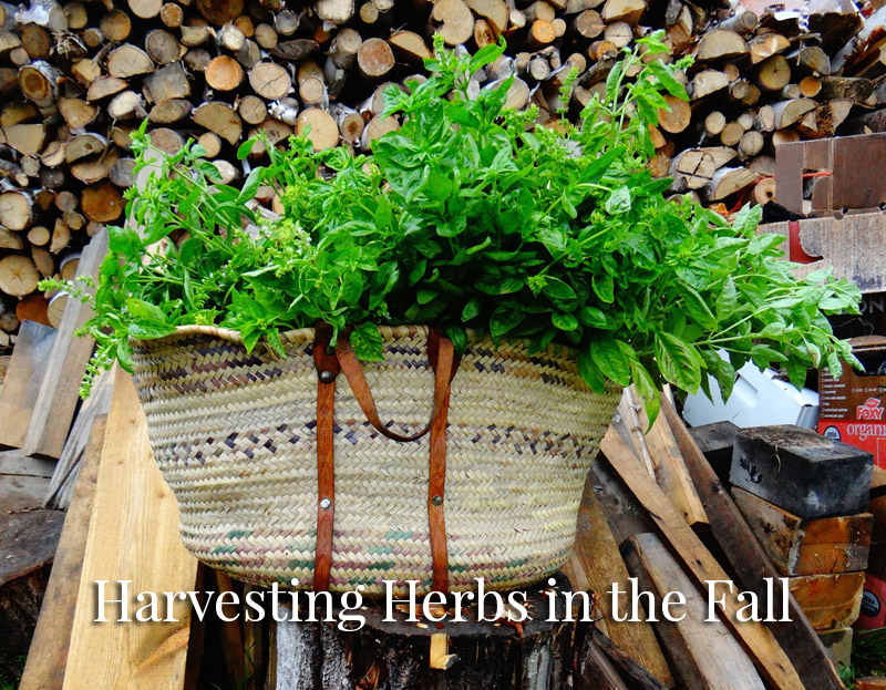 herbs-harvesting-fall