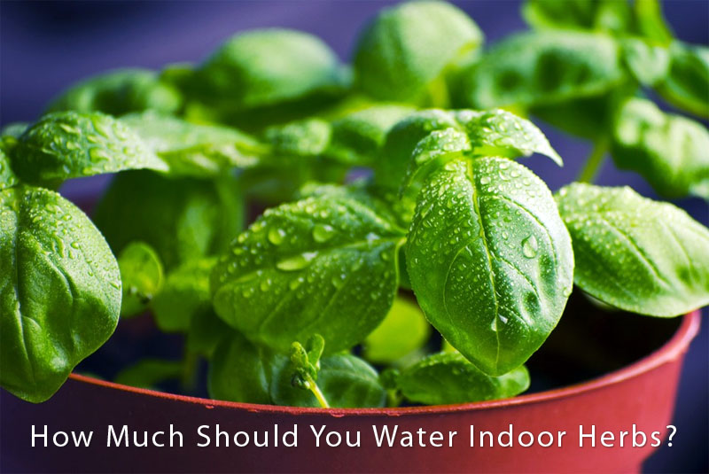 how-much-water-indoors