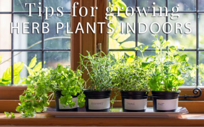 Indoor Herb Plants: Don’t Go… Grow!