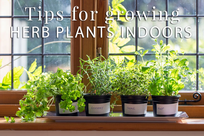 Indoor Herb Plants: Don’t Go... Grow! - The Herb Exchange