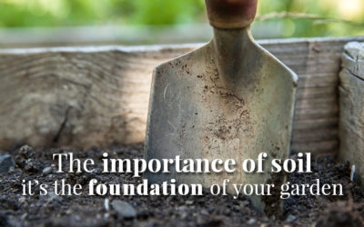 The Importance of Soil: The Foundation of Your Garden